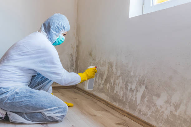 Licensed Mold Remediation service in Chelsea, MA - WQB Mold Removal