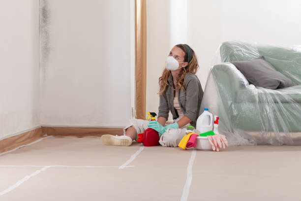 Reliable Mold Remediation contractor in Chelsea, MA by WQB Mold Removal